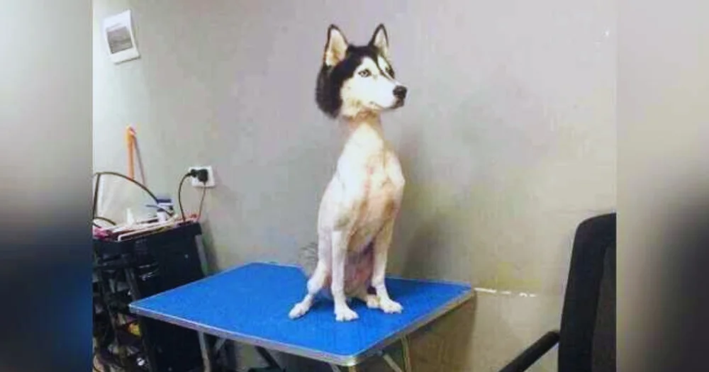 A Siberian Husky with its double coat shaved down to the skin, standing on a tile floor looking uncomfortable. The image illustrates the risks of shaving double-coated breeds like Huskies.