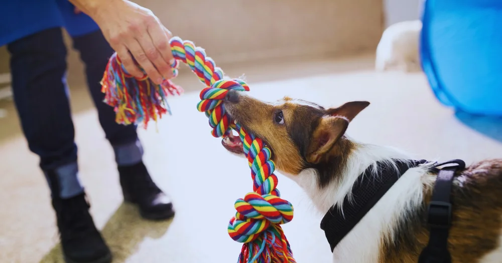 Should You Play Tug of War With Your Puppy?