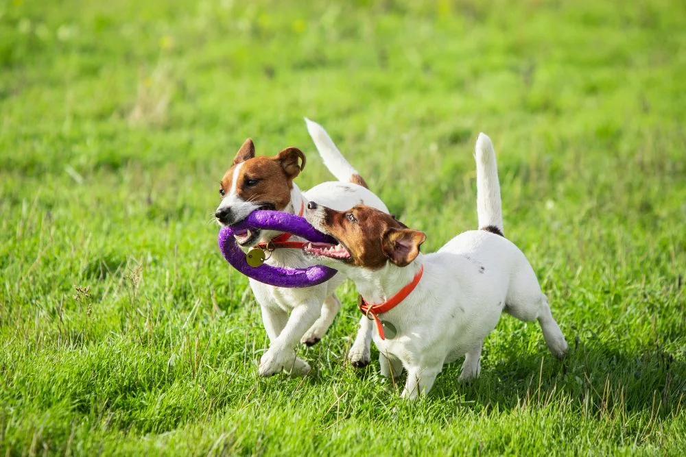 The Benefits of Puppy Socialization Classes