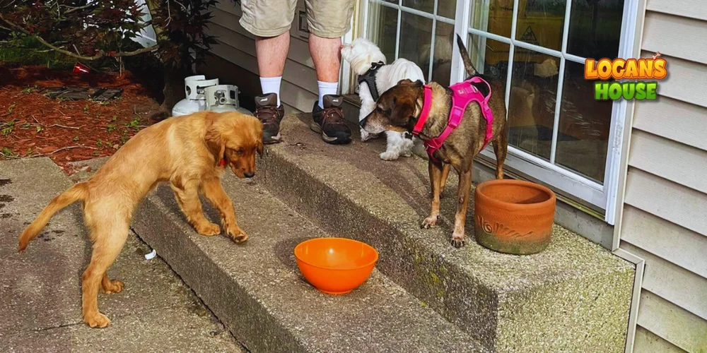 Three dogs interacting outside a house—one golden puppy stepping down toward an orange bowl, a brown dog in a pink harness standing on the step, and a small white dog near a person’s legs by the sliding glass door. A Logan’s House logo appears in the corner.
