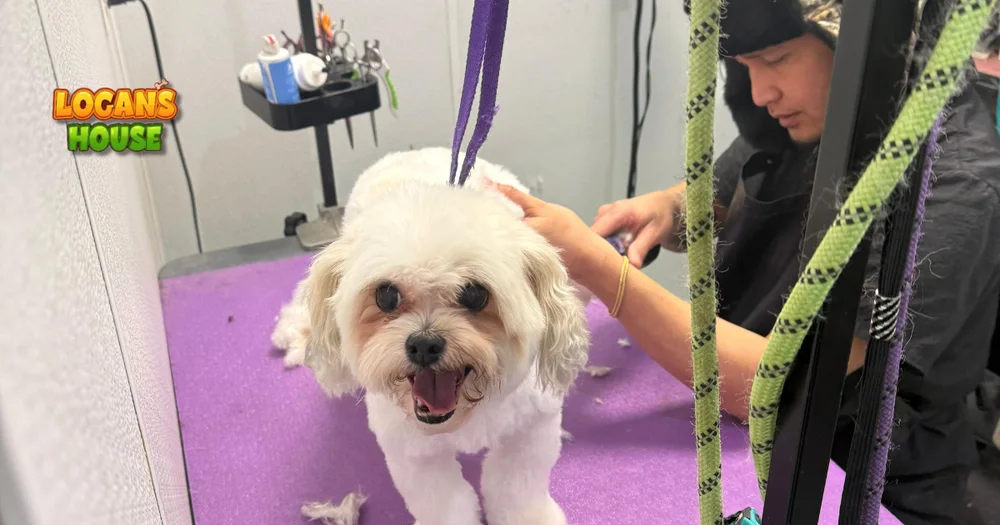 What Is Rule Number 1 for Grooming a Dog?