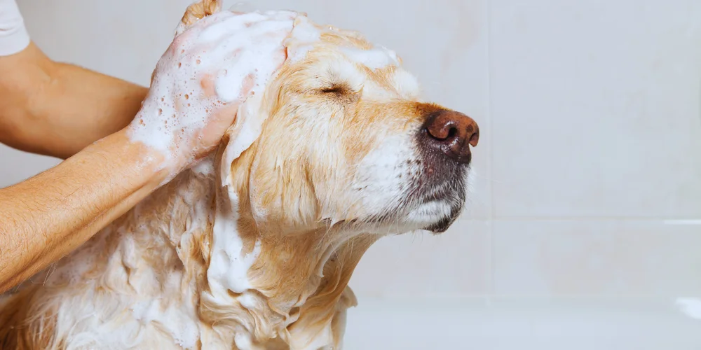 When grooming a dog do you bath them first?