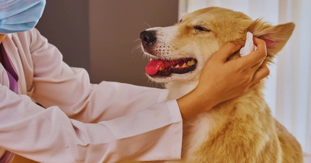 When Should You Take Your Groomed Dog to the Vet?