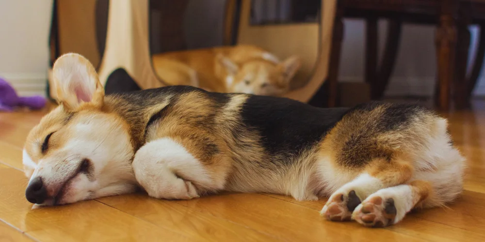 Why Naps Matter for Social Learning