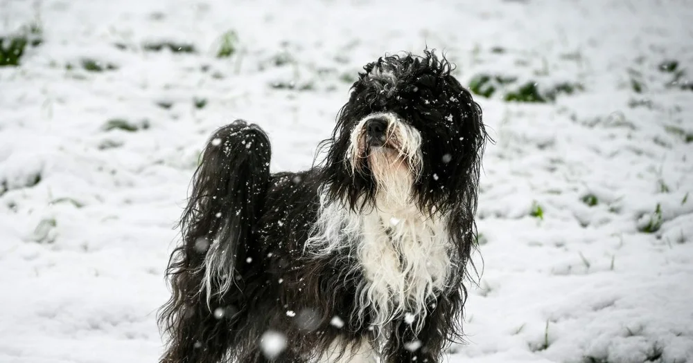 Winter Coat Care in Gurnee: Preventing Dry Skin and Matting at Logan’s House